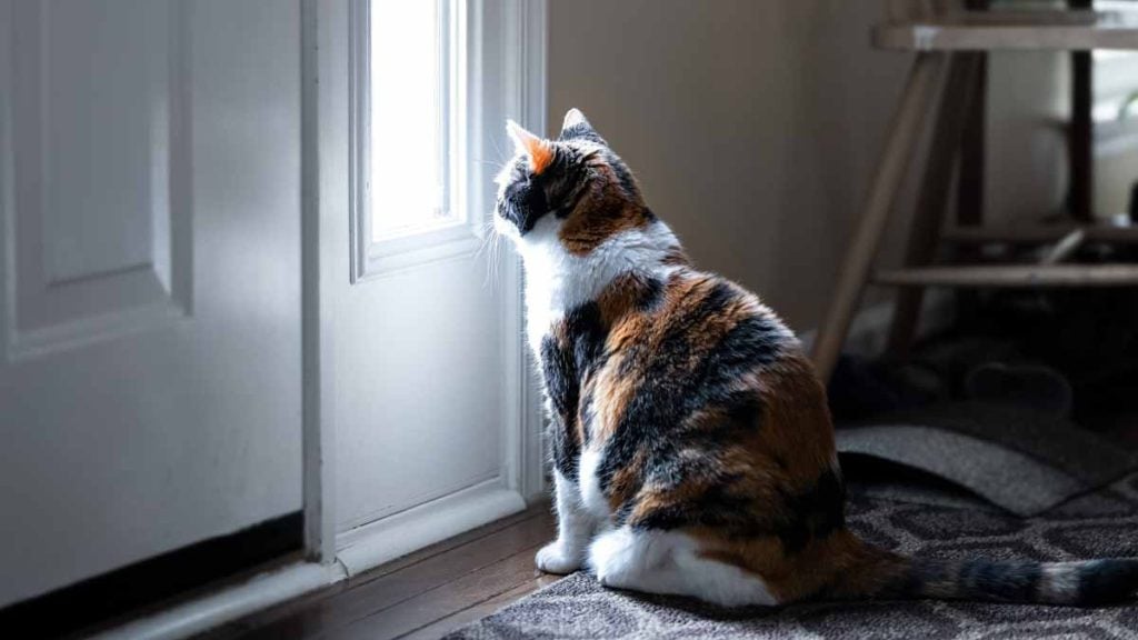 chat