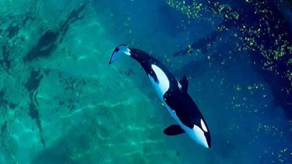 orques du Marineland