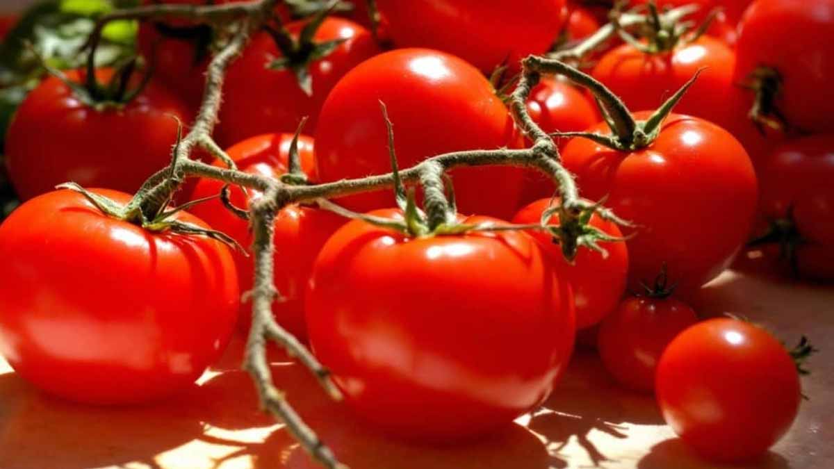 conserver ses tomates