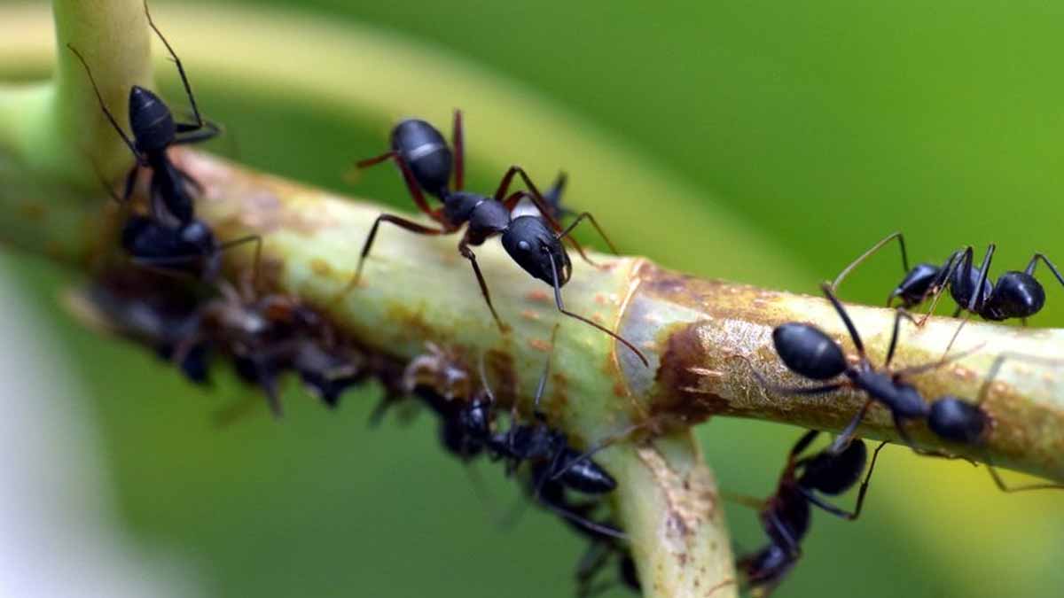 fourmis