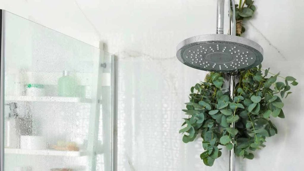 eucalyptus dans la douche