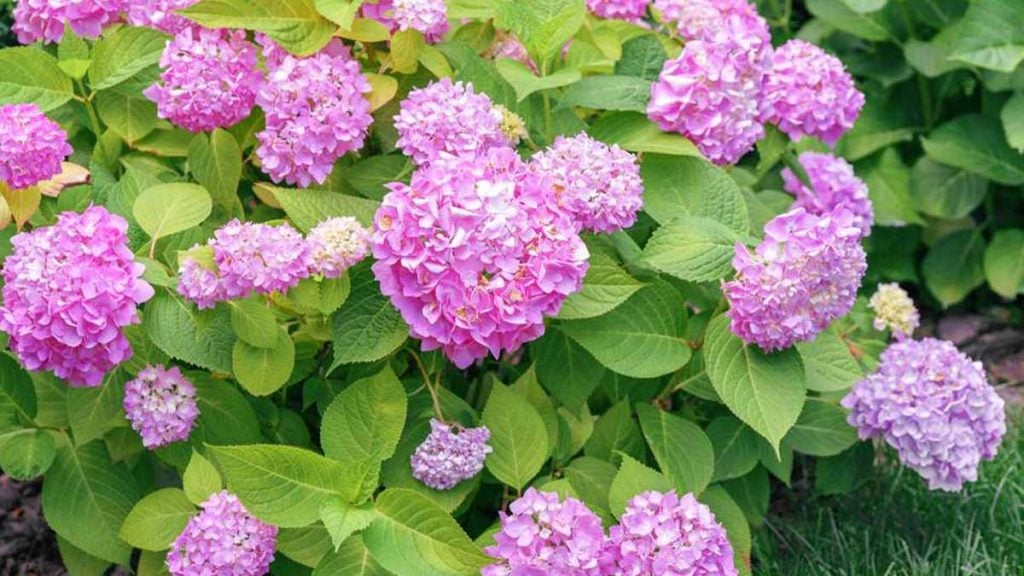 hortensias