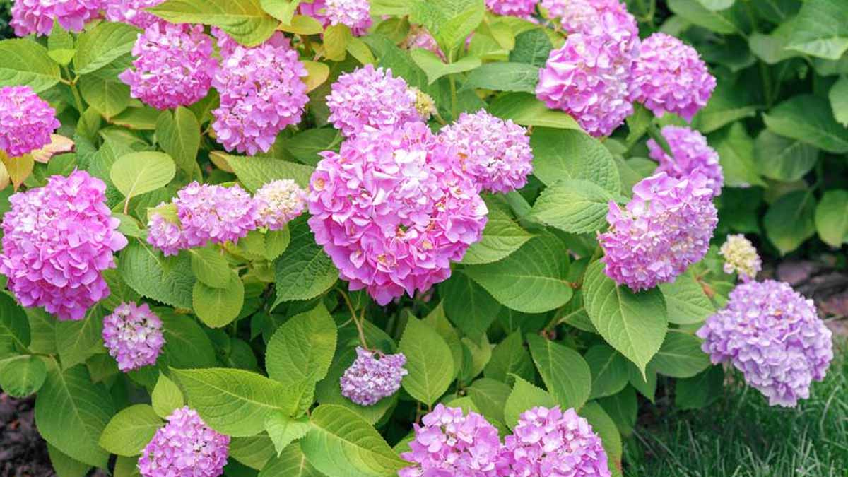 hortensias