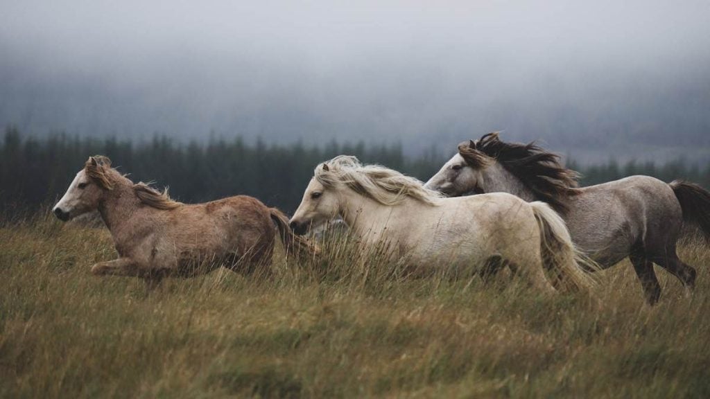 harde de chevaux sauvages