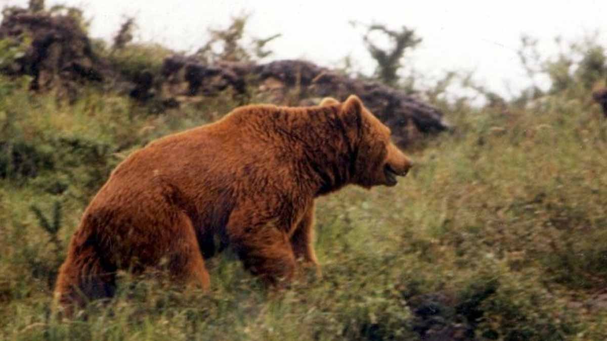 ours