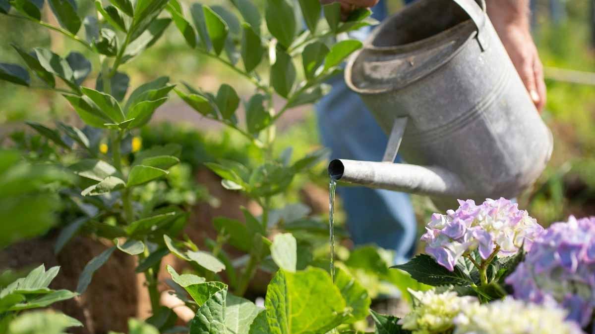 arroser son jardin
