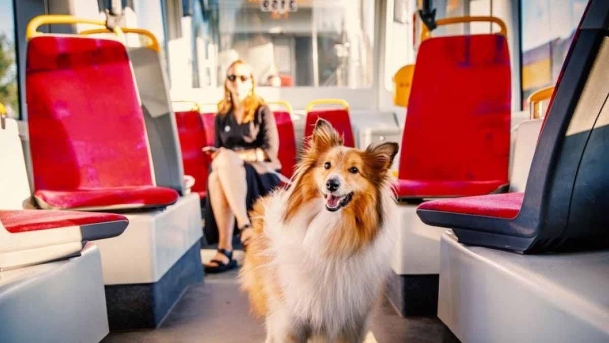 chienne