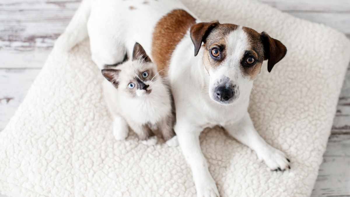 animaux domestiques