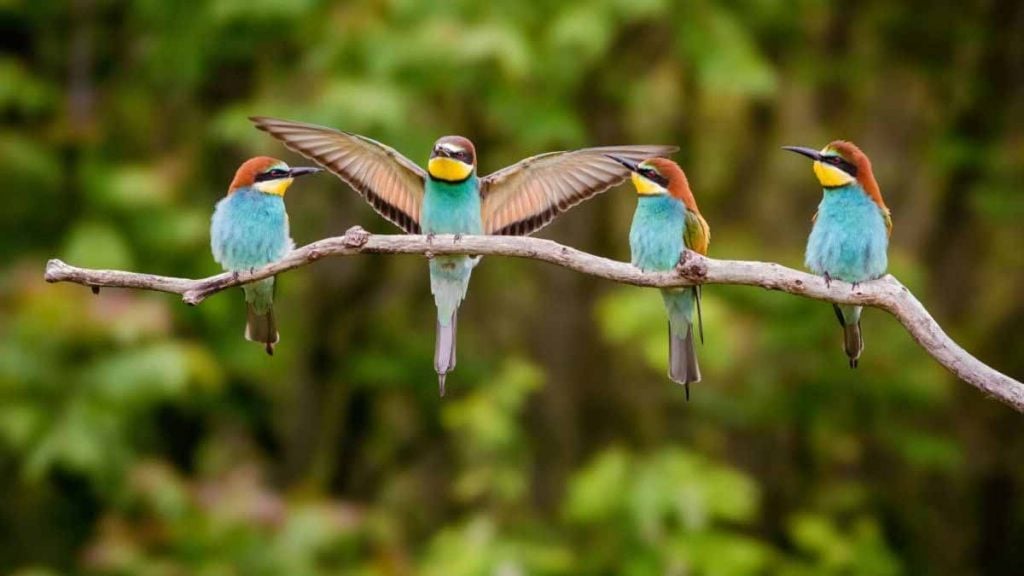 oiseaux