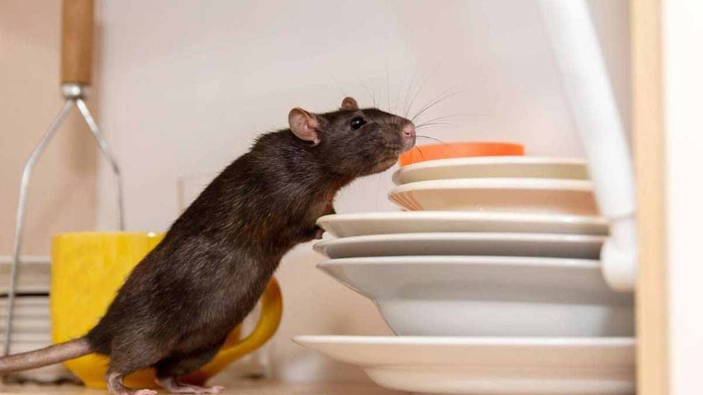 rats et souris
