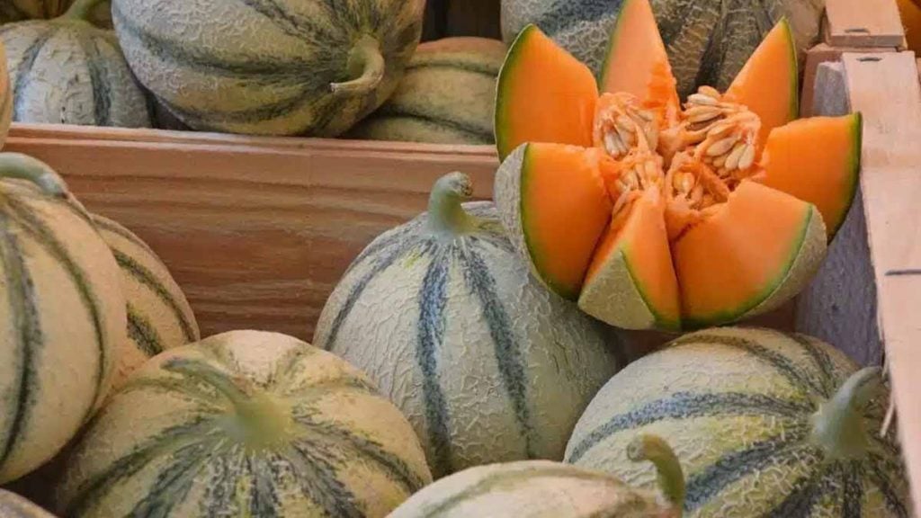 melon