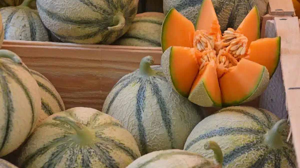 melon
