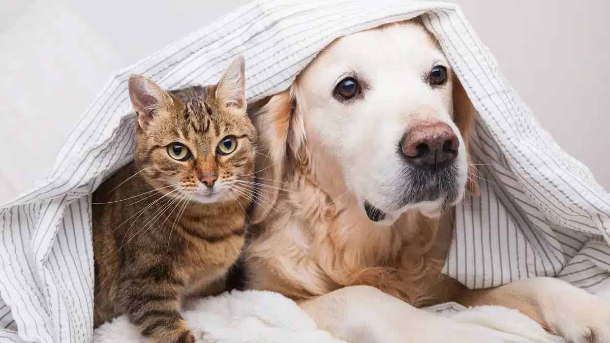 taxe sur les animaux de compagnie