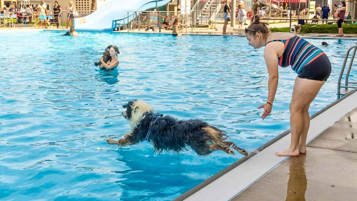 piscine ouverte aux chiens