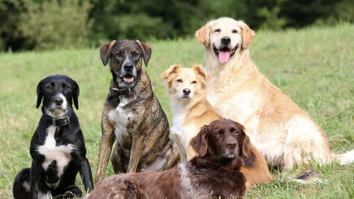 race de chien