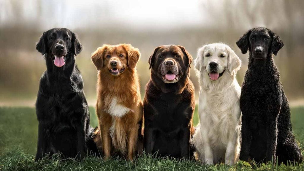 race de chien