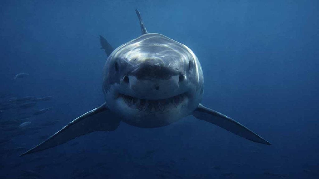 requin blanc