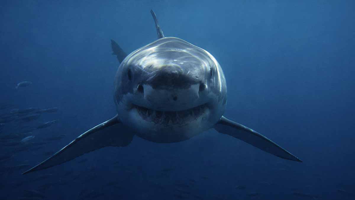 requin blanc