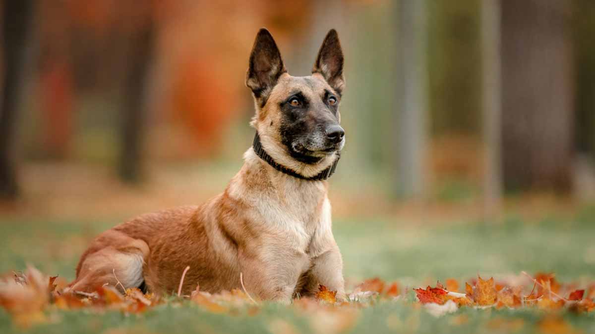 malinois