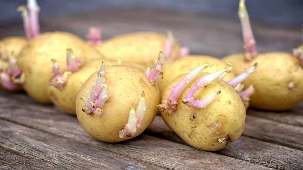 pommes de terre