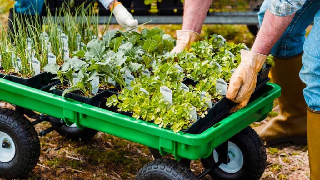 plante aromatique