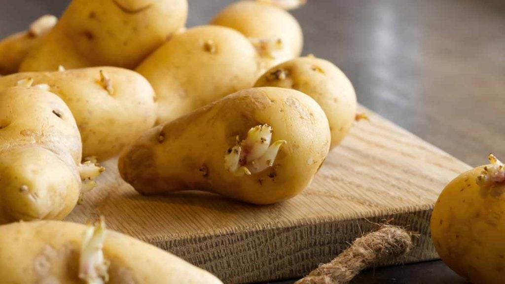 pommes de terre
