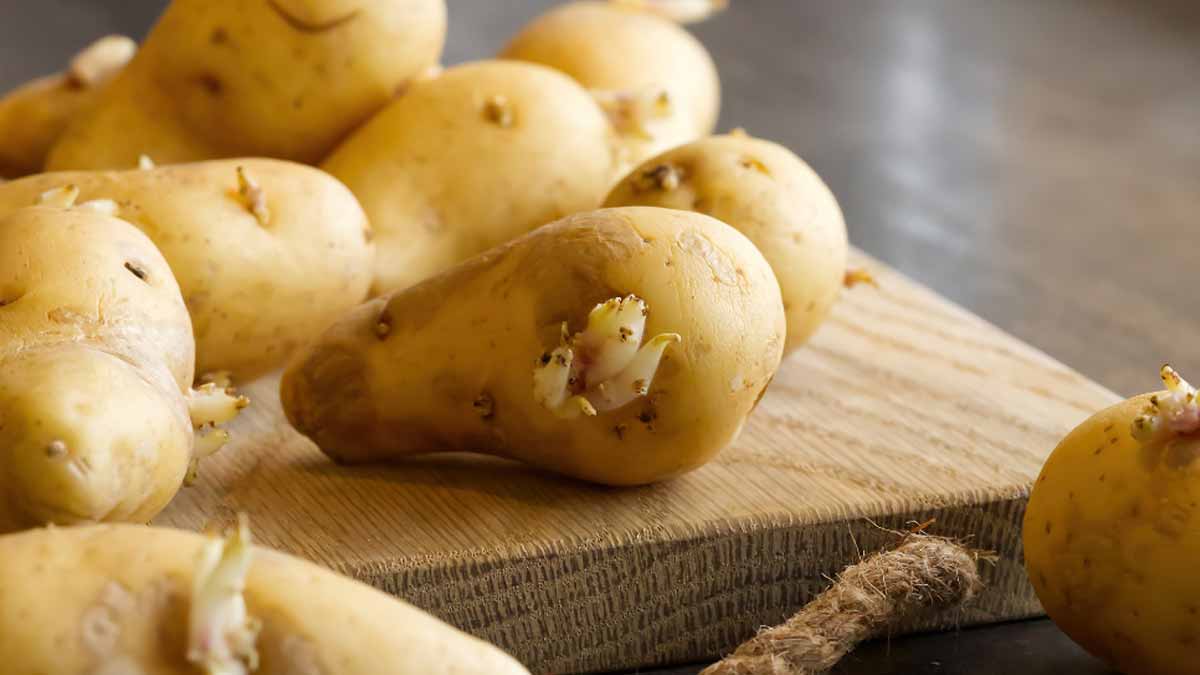 pommes de terre