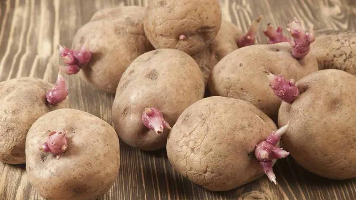 pommes de terre