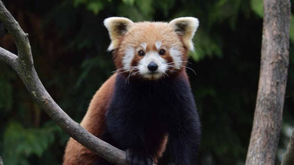 panda roux