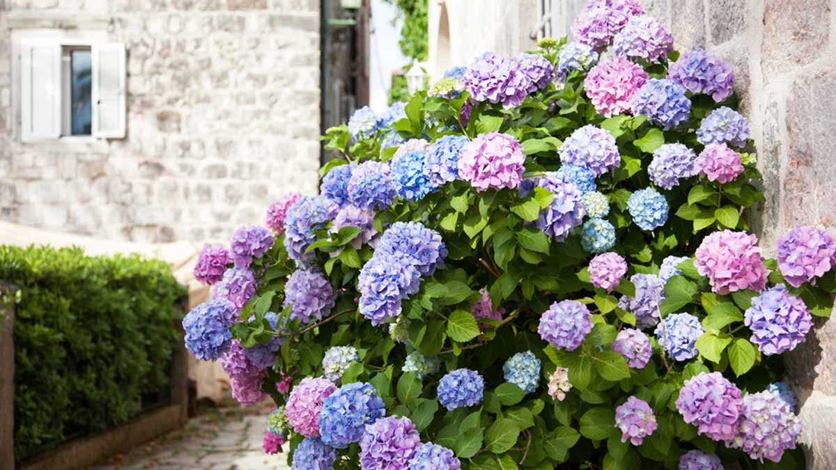 hortensia