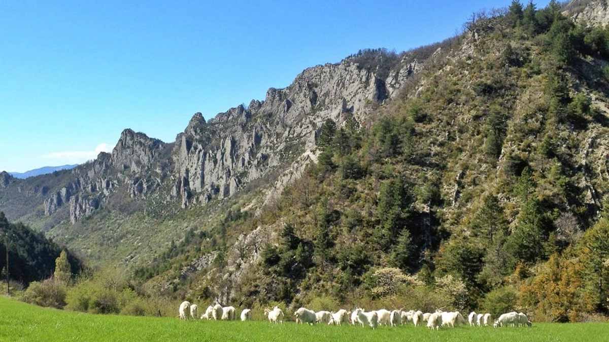 troupeau de chèvre