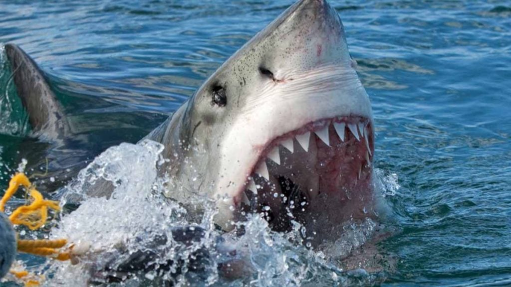 requin blanc