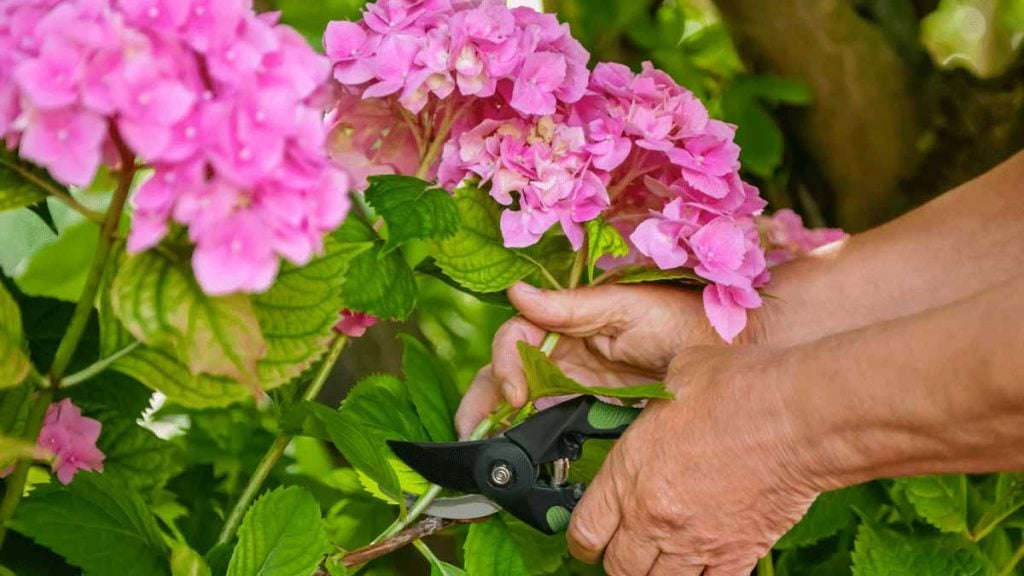 hortensias