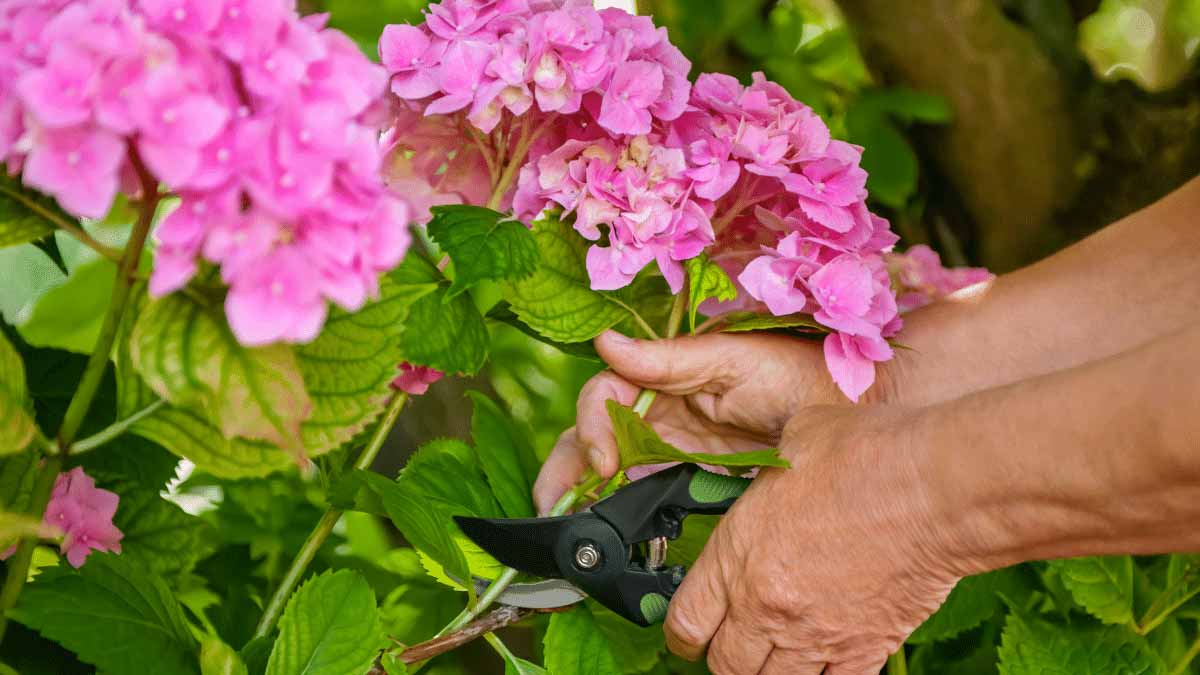 hortensias