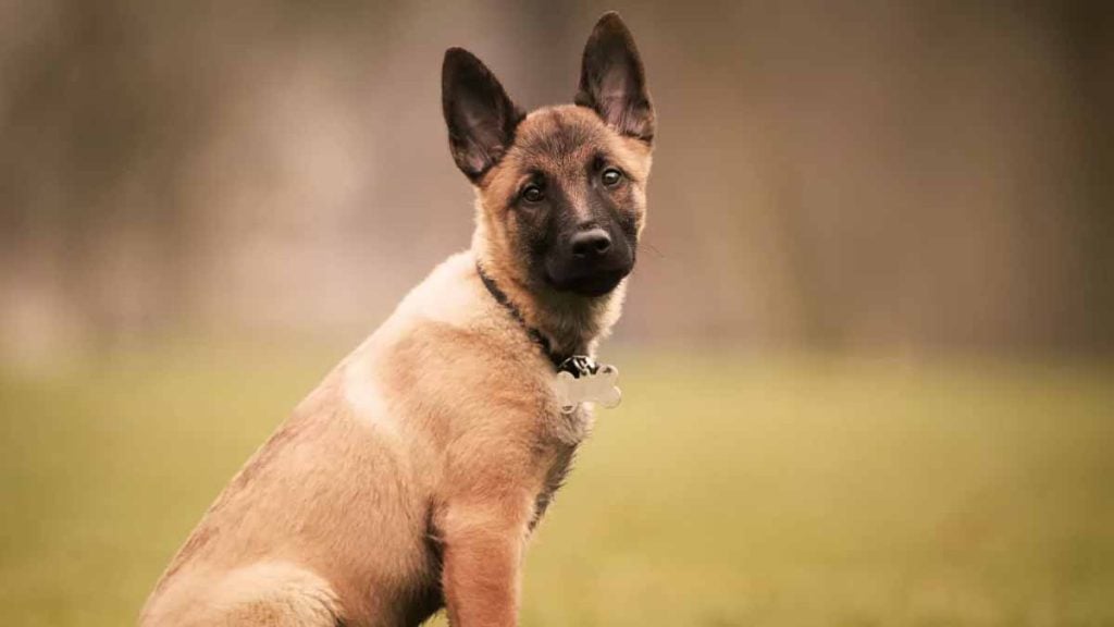 malinois