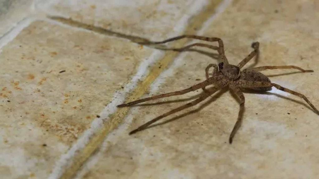 araignées