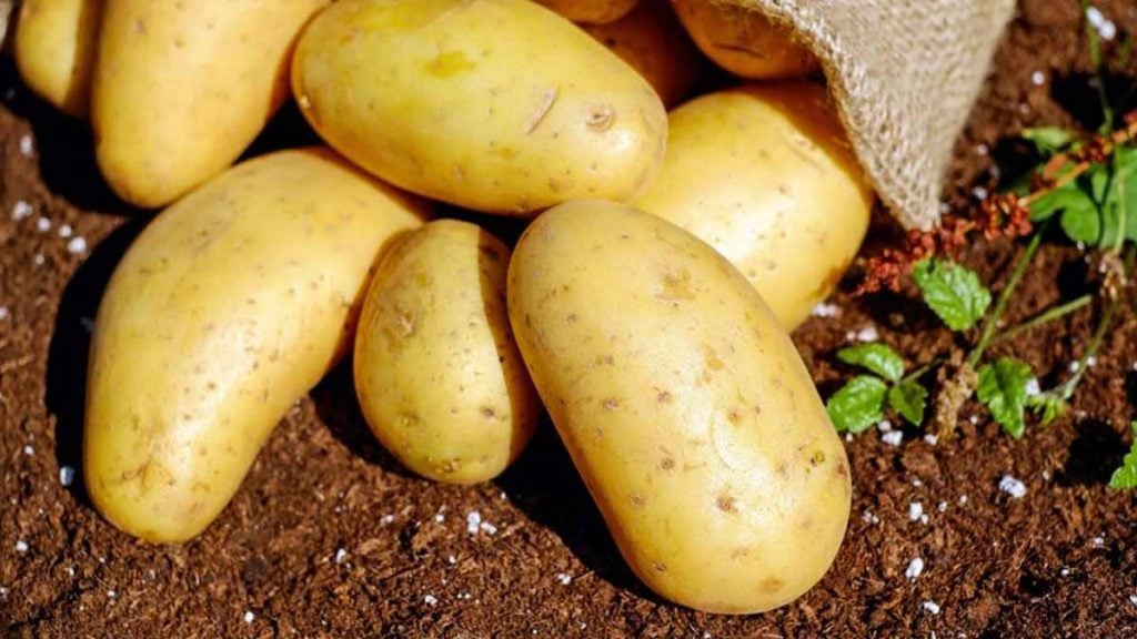 pommes de terre