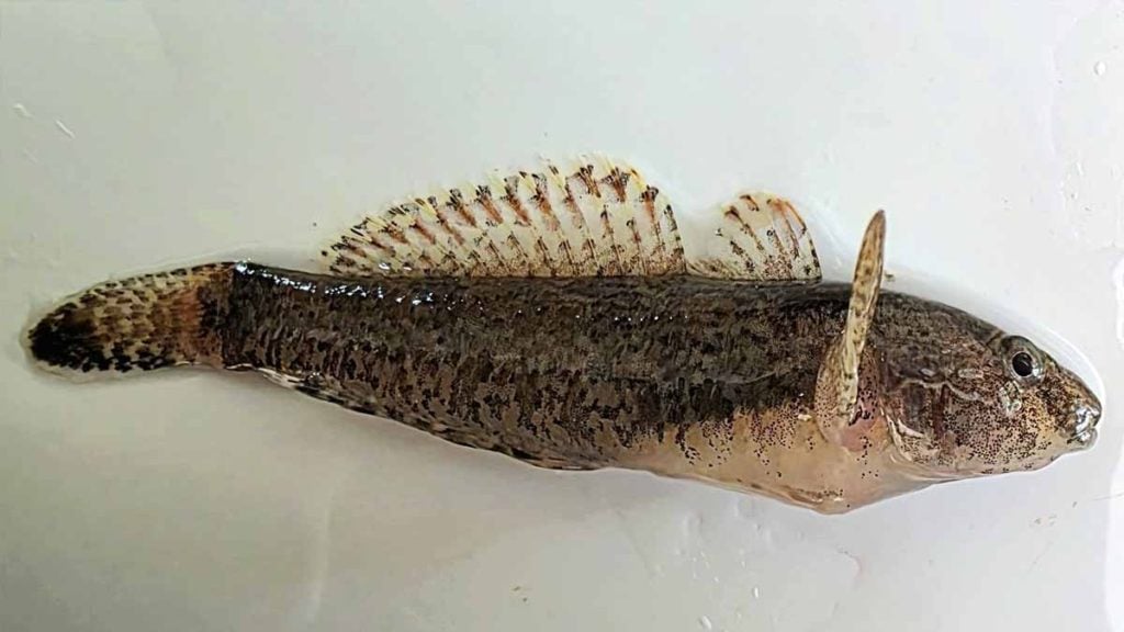 espèce de poisson